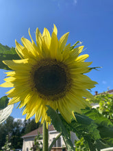 Load image into Gallery viewer, SUNFLOWER - Lemon Queen
