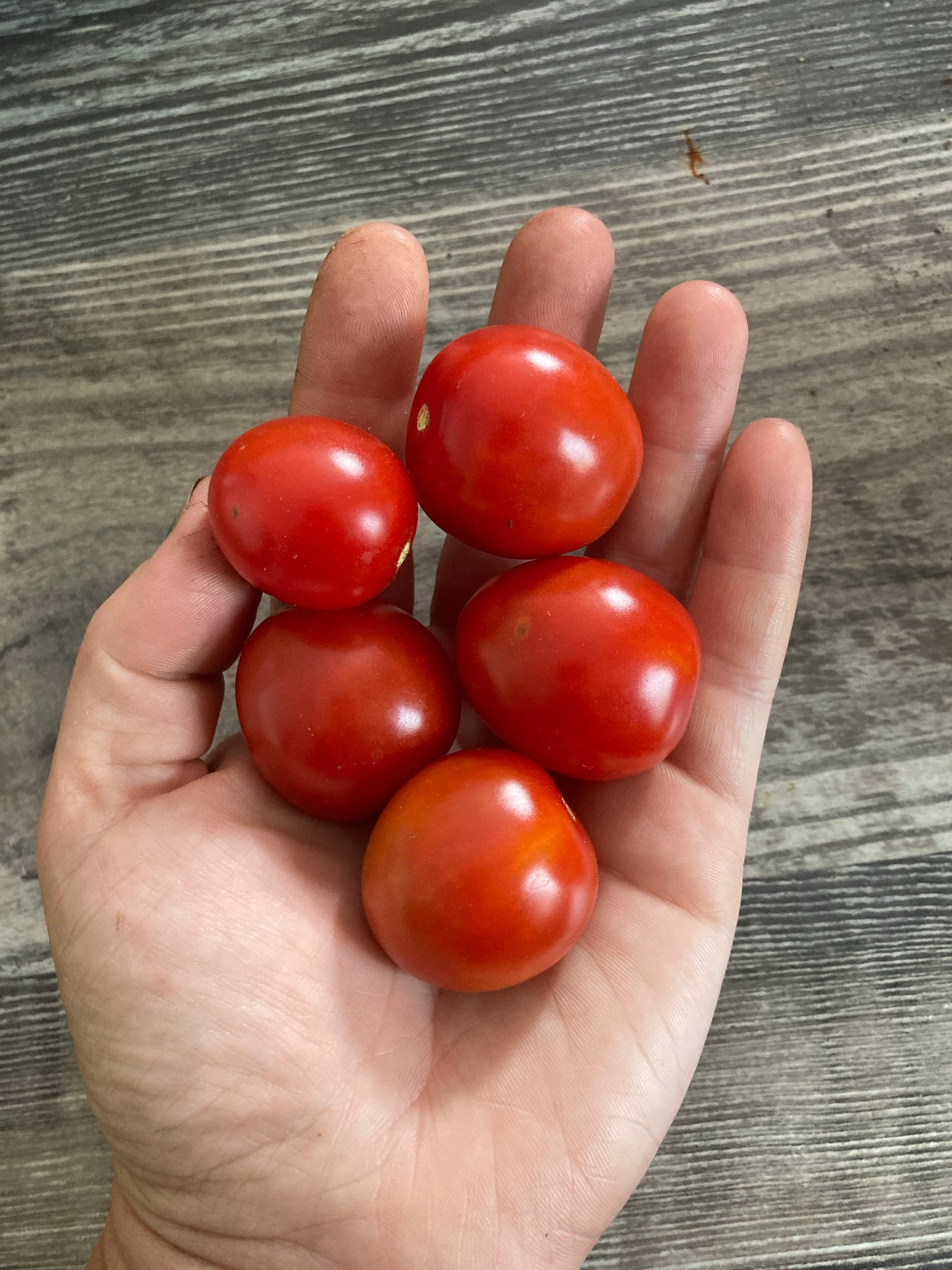 TOMATO - Tasty Treat – The Superior Gardener