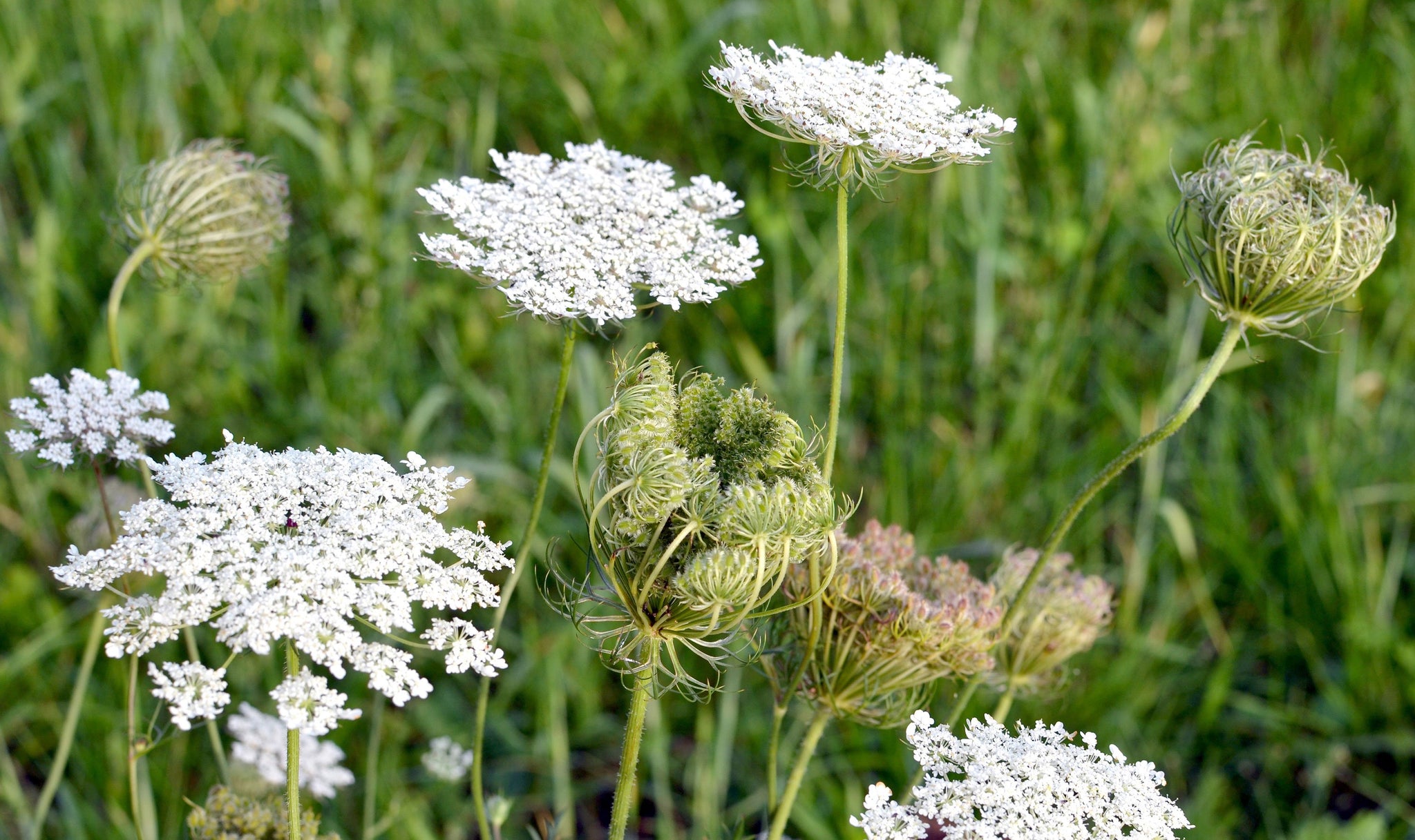 QUEEN ANNE S LACE The Superior Gardener